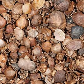 Schelpen 8-16 mm (schoongewassen)13.5 ltr in zak