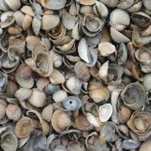 Schelpen 8-16mm (minibigbag van 500 liter)